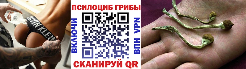Галлюциногенные грибы Psilocybe Мичуринск